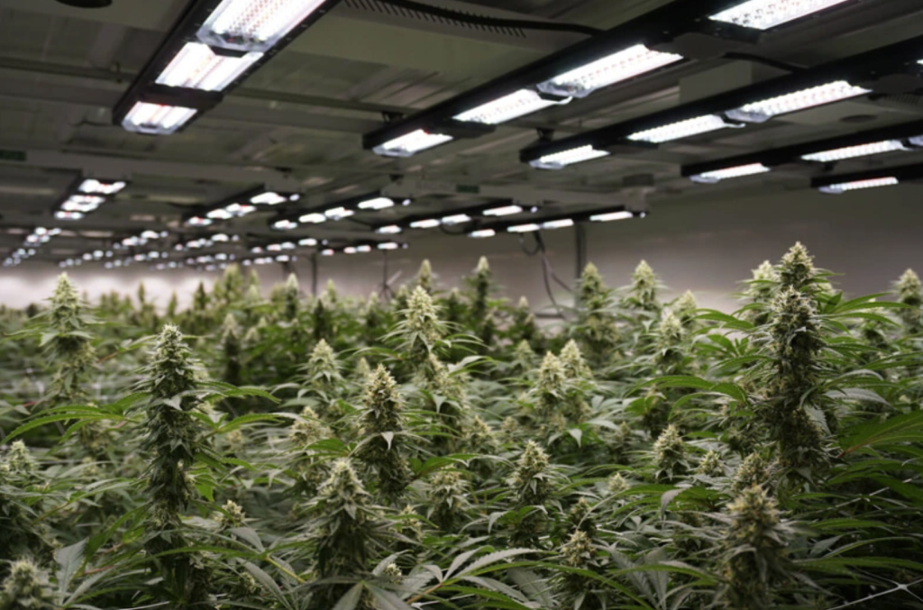 Cannabis Nuggets: An in-depth Guide - Southfield, MI, Novi, MI & Garden ...